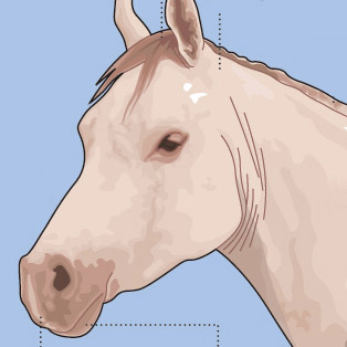 5W Samples - Horse Anatomy