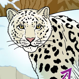 5W Samples - Snow Leopard for Quoti