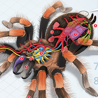 5W Samples - Anatomy of a spider